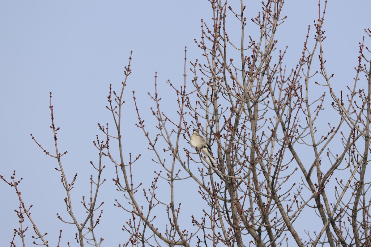 Многоголосый пересмешник - ML646844931