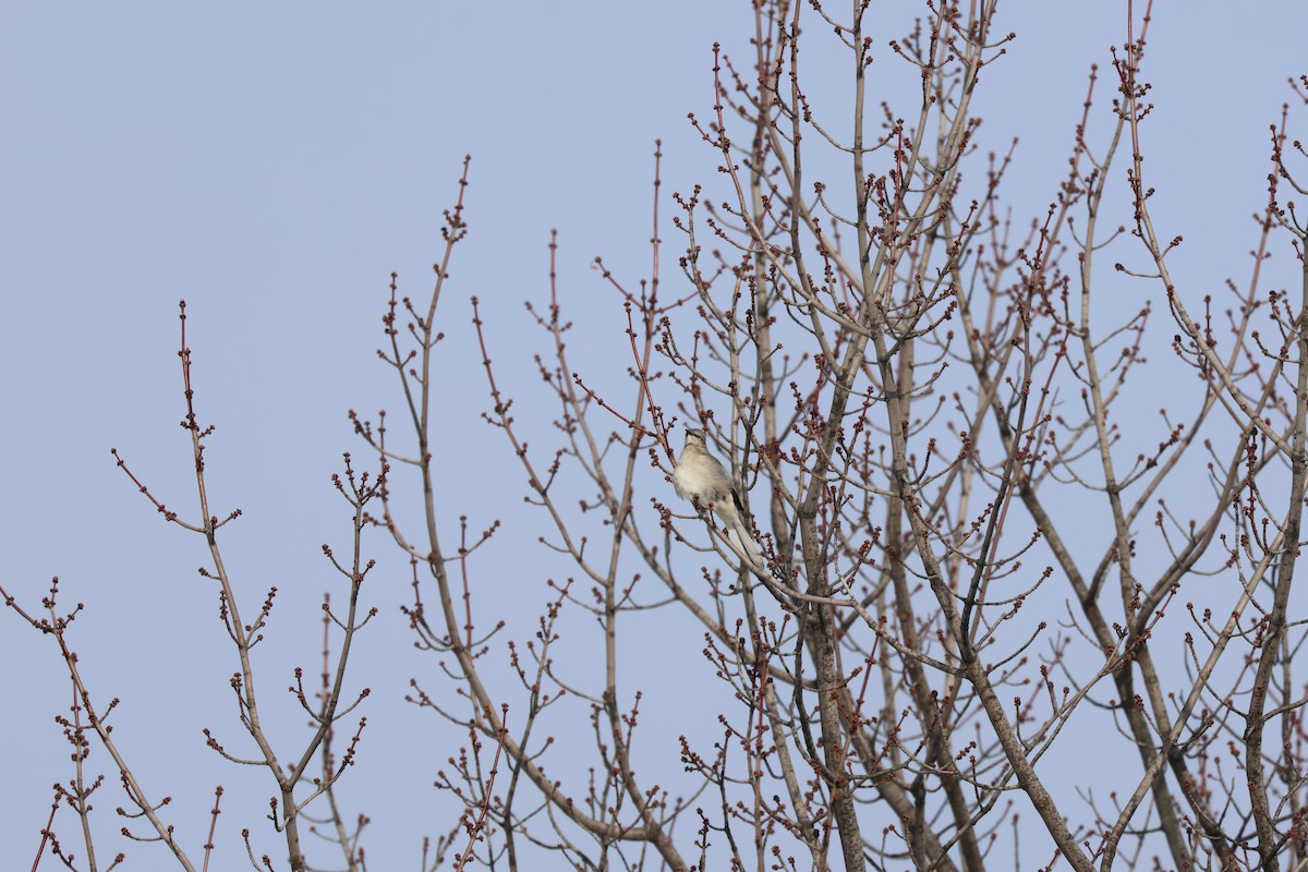 Многоголосый пересмешник - ML646844932