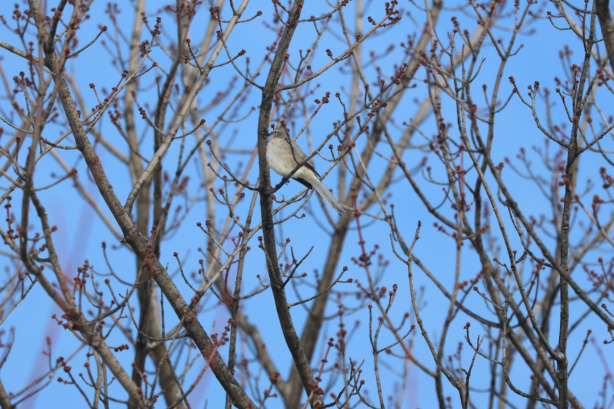 Многоголосый пересмешник - ML646844936