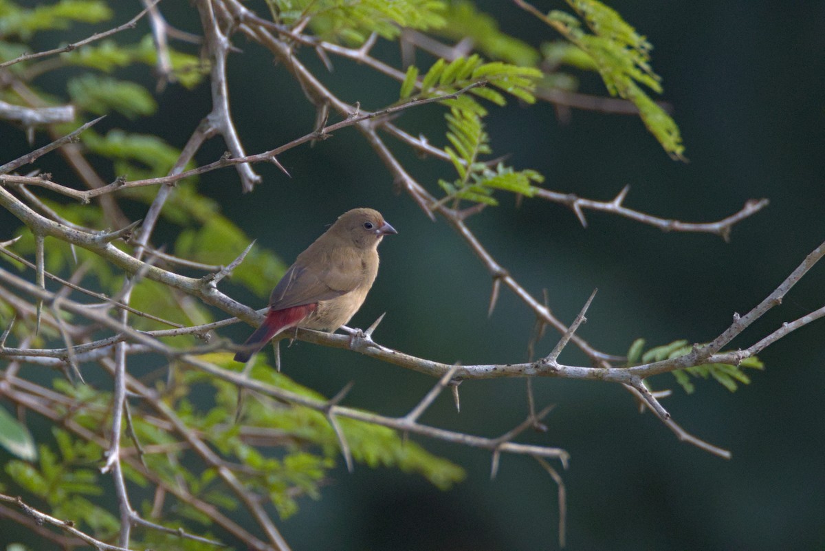 Senegalamarant - ML646844937