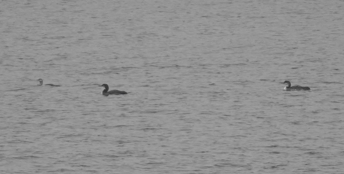 Aliota txikia - ML646844938