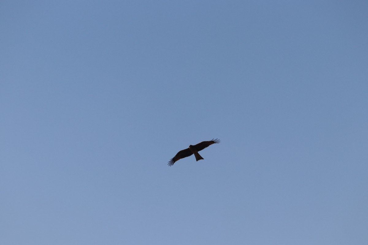 Kara Çaylak - ML646844940