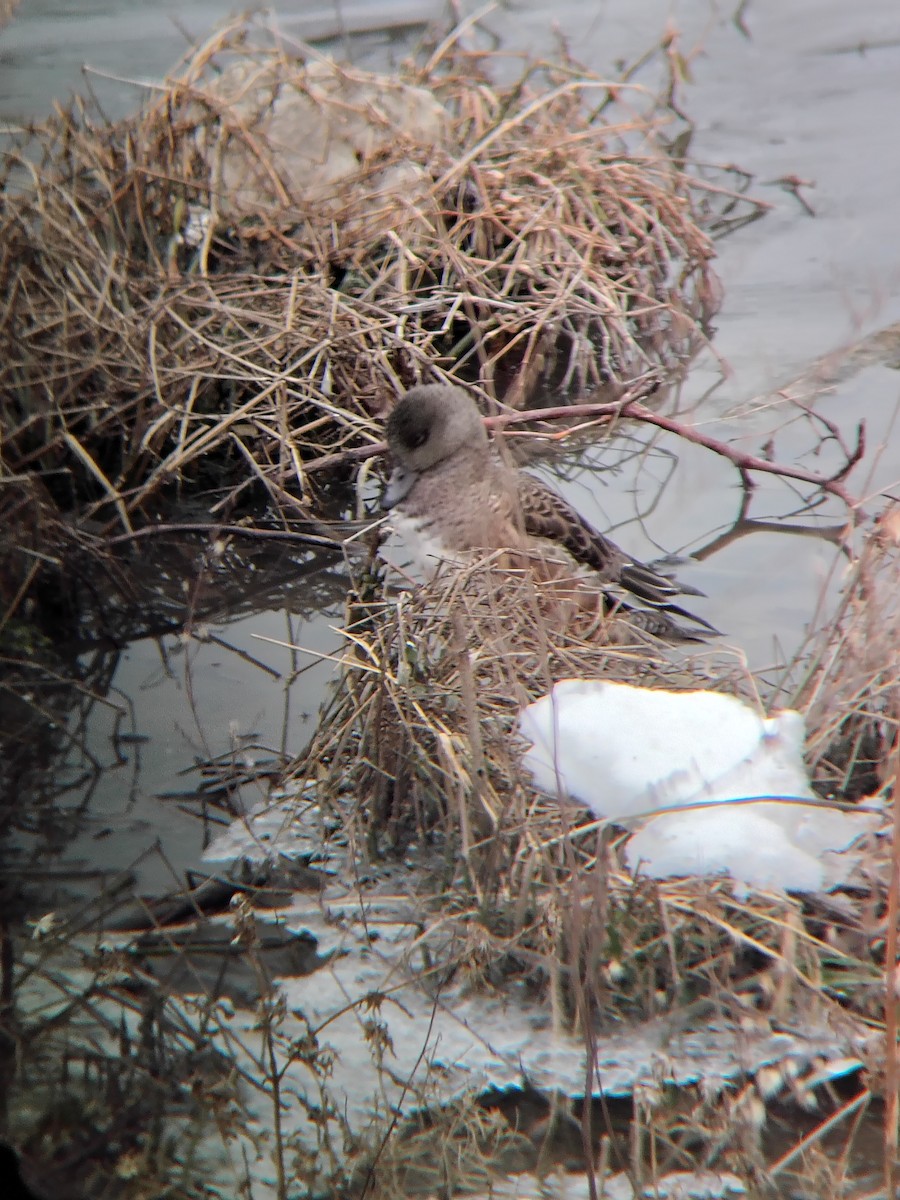 American Wigeon - ML646844944