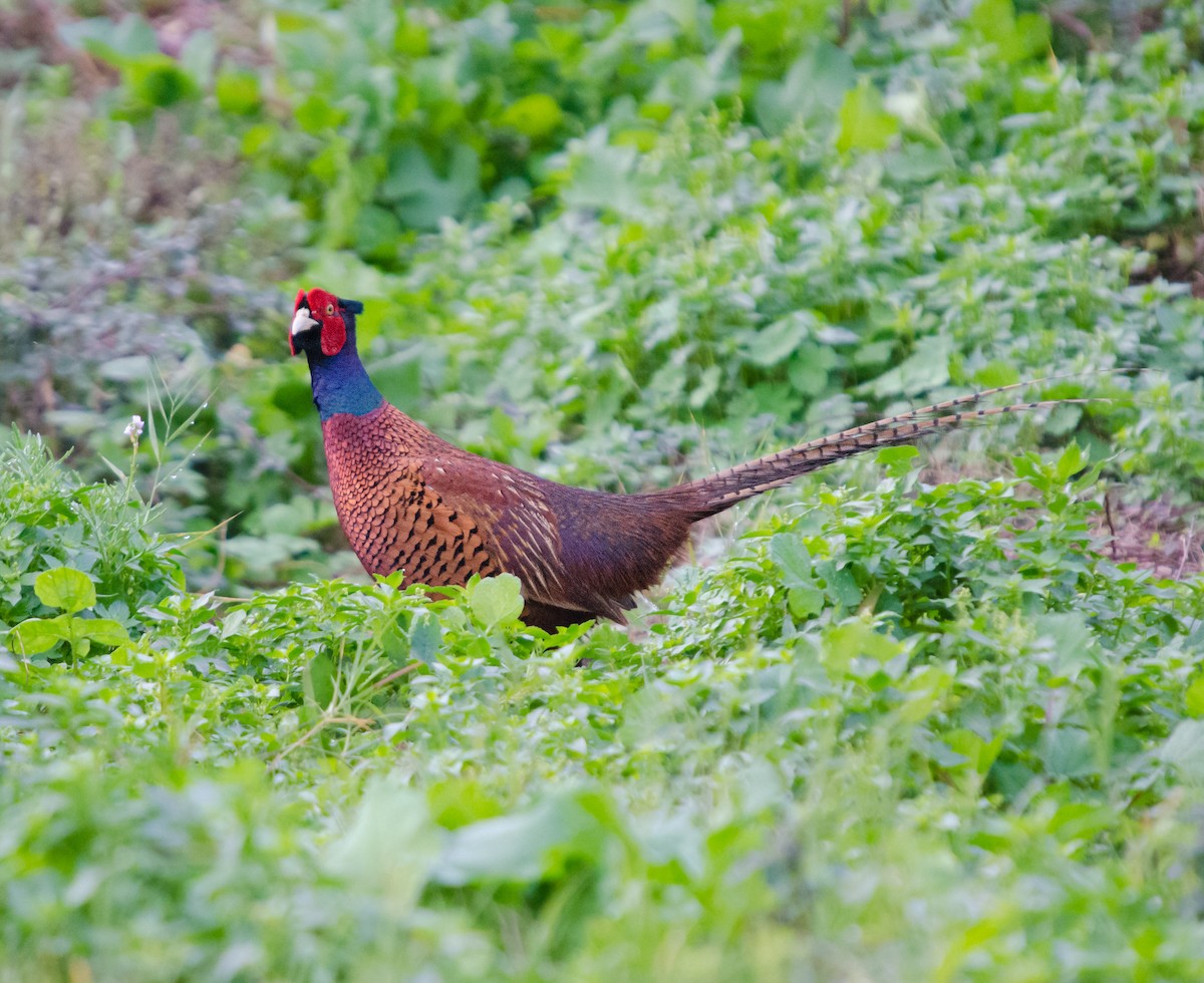 Ring-necked Pheasant - ML646844948