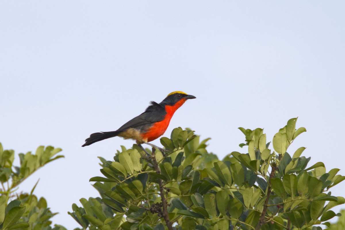 Goldscheitelwürger - ML646844952