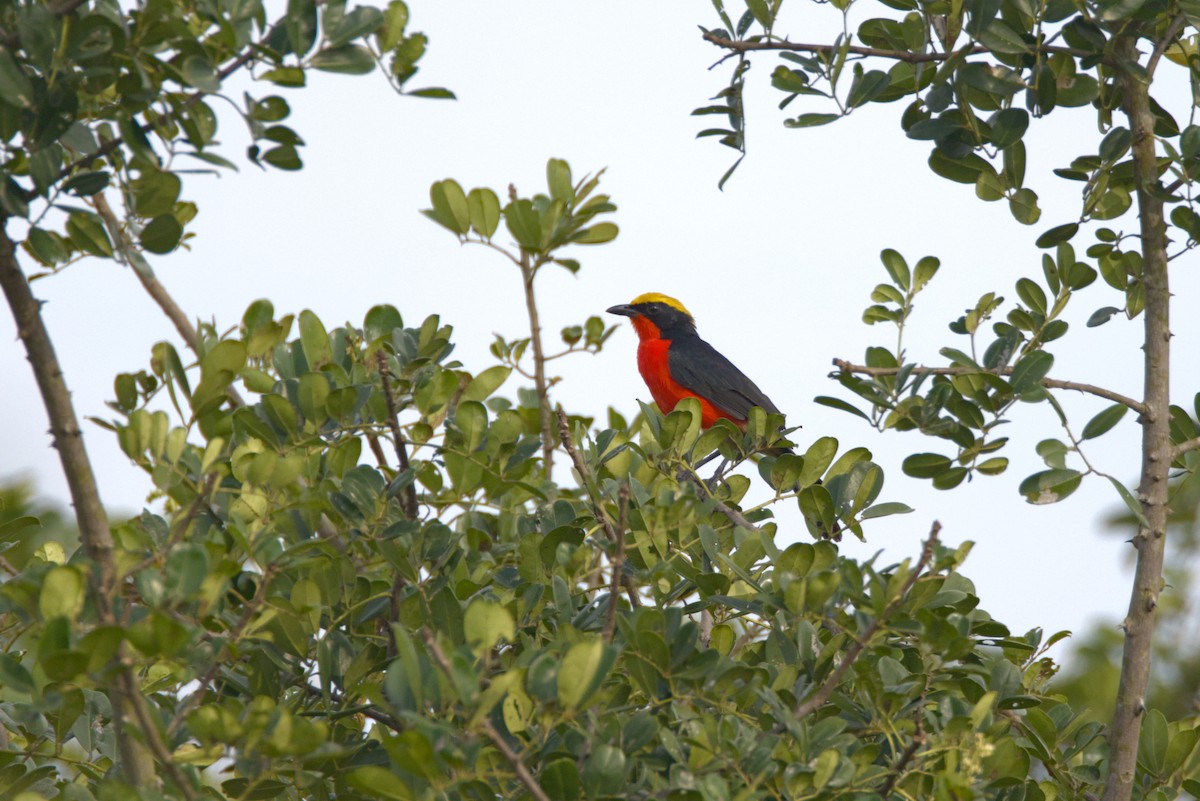 Goldscheitelwürger - ML646844953