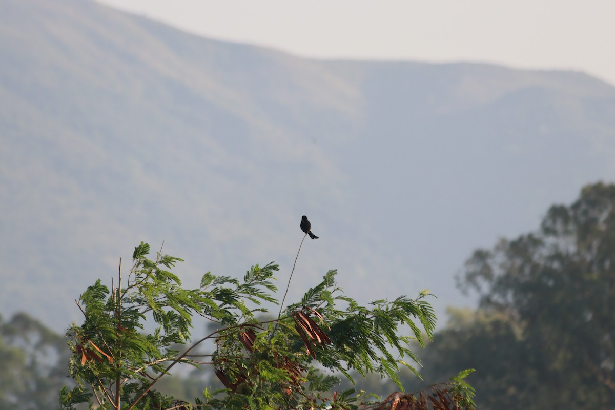 Black Drongo - ML646844955