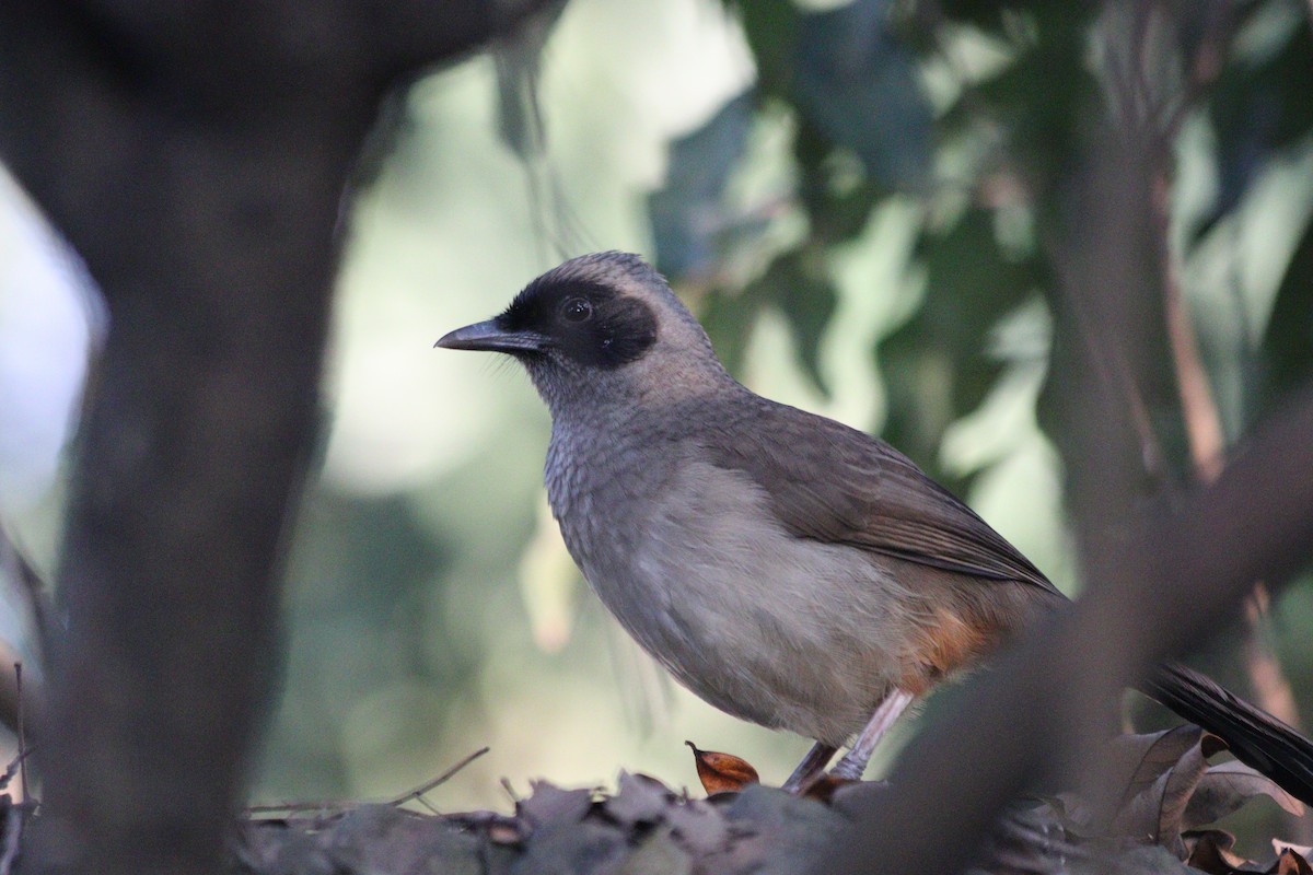 Maskeli Gevezeardıç - ML646844959