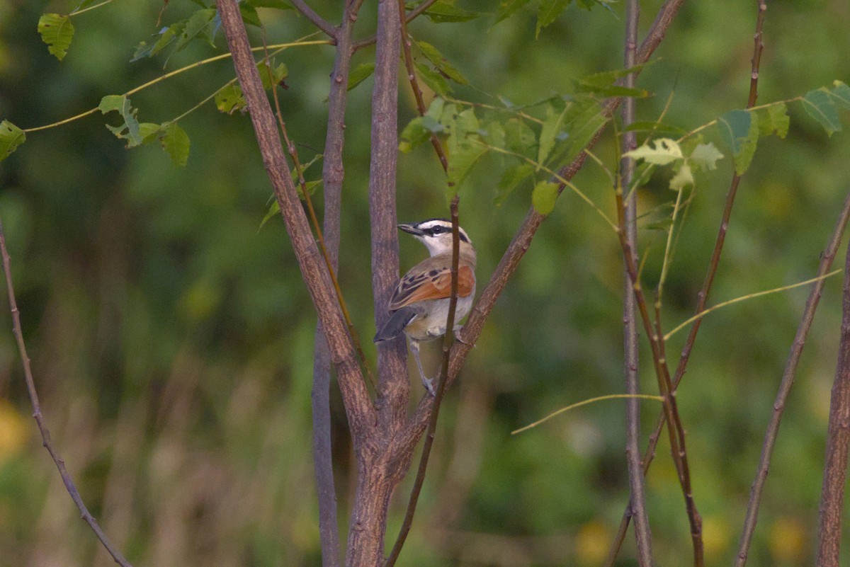 Senegaltschagra [senegalus-Gruppe] - ML646844968