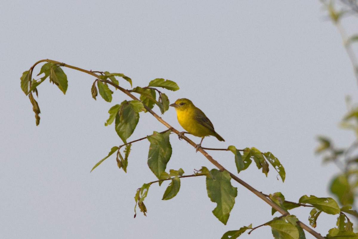 Zwergweber - ML646844977