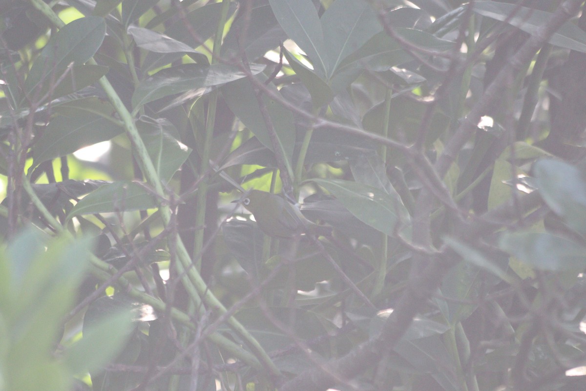 Swinhoe Gözlükçüsü - ML646844982