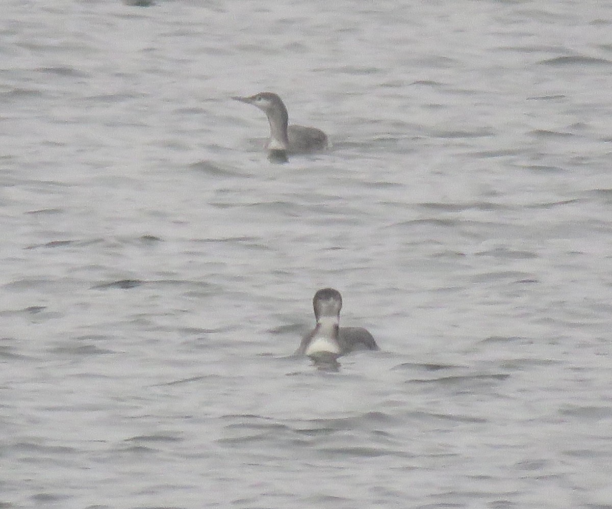 Aliota txikia - ML646844983