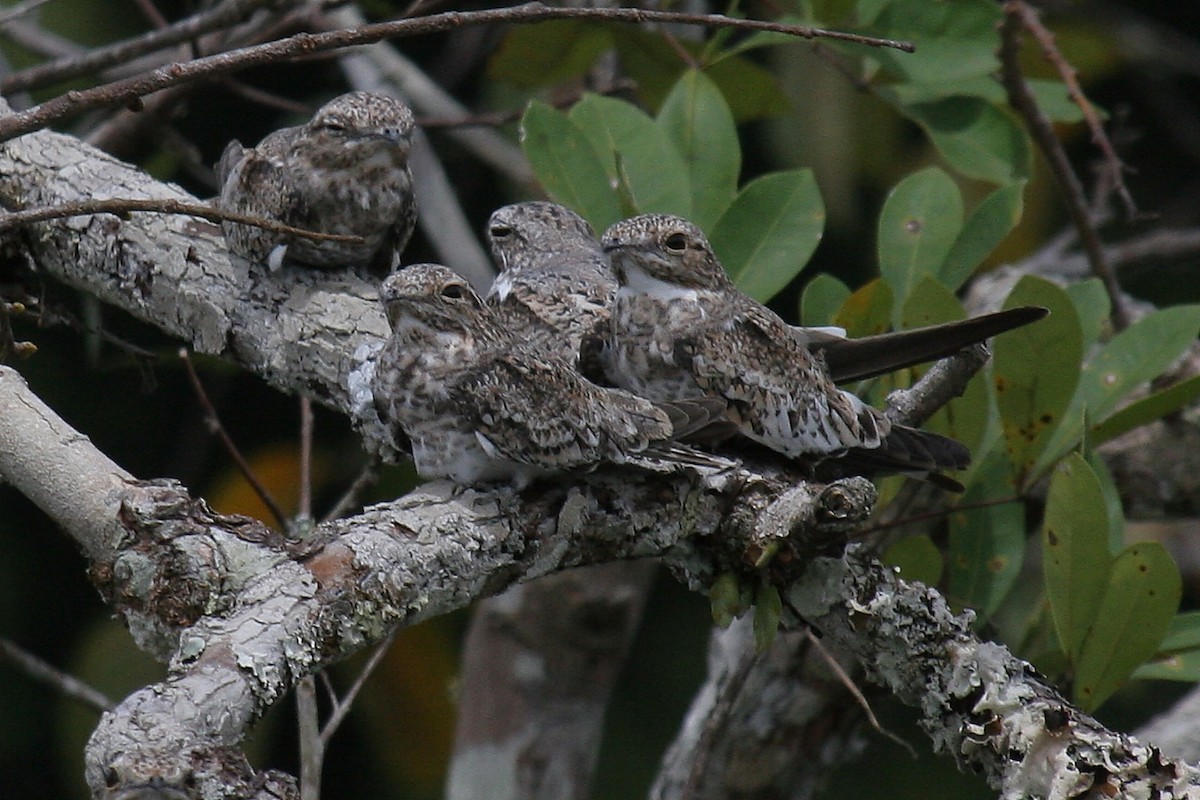 Sand-colored Nighthawk - ML646844988
