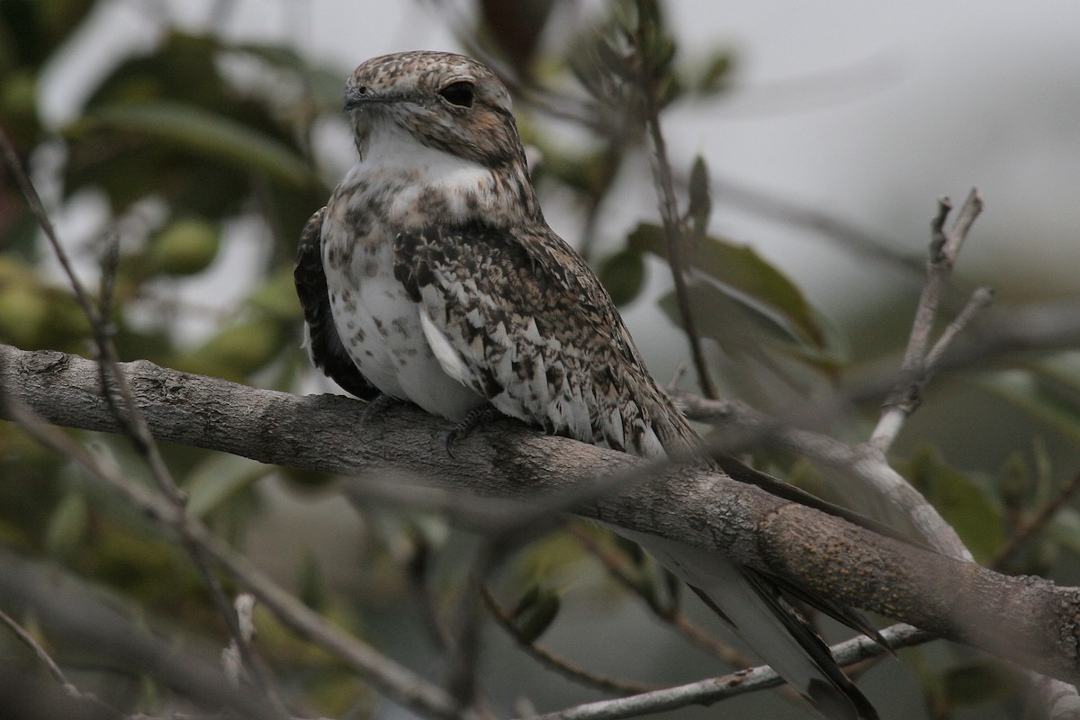 Sand-colored Nighthawk - ML646844989