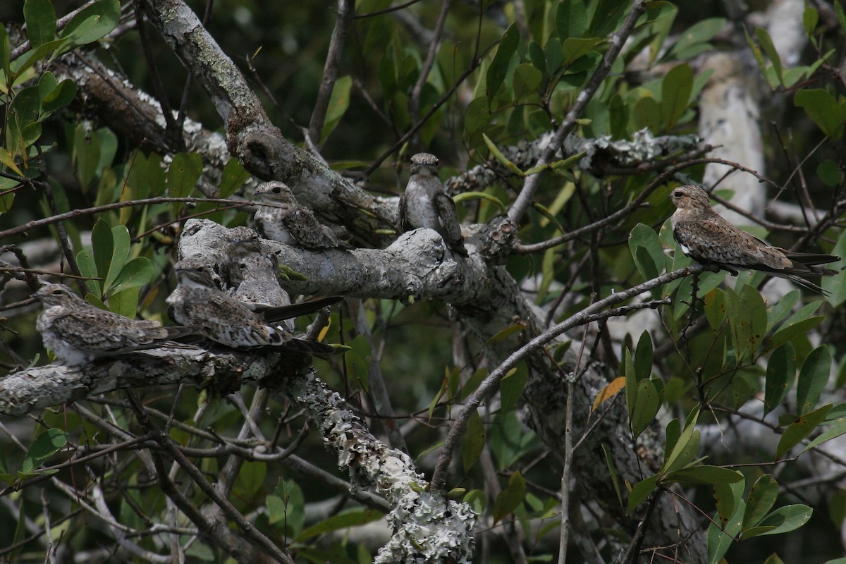 Sand-colored Nighthawk - ML646844990