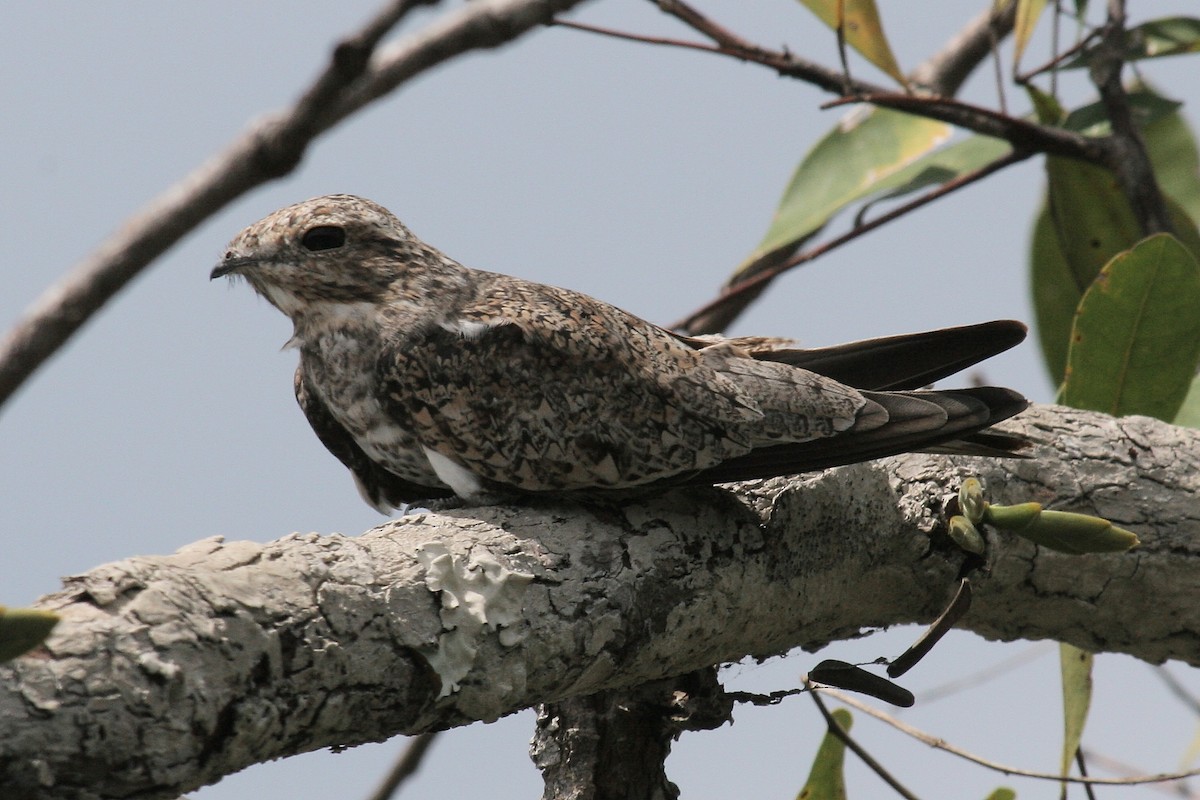 Sand-colored Nighthawk - ML646844991