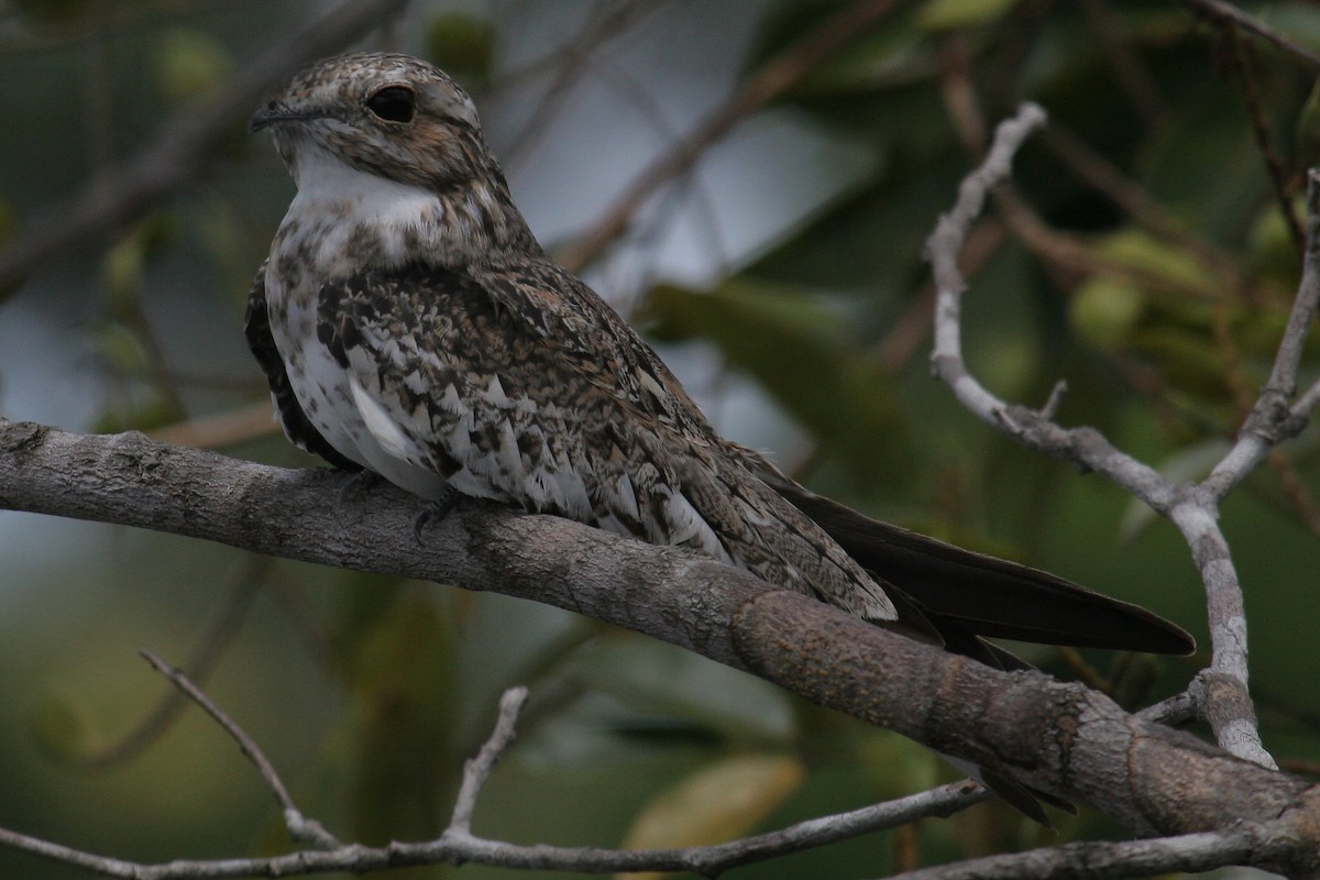 Sand-colored Nighthawk - ML646844992