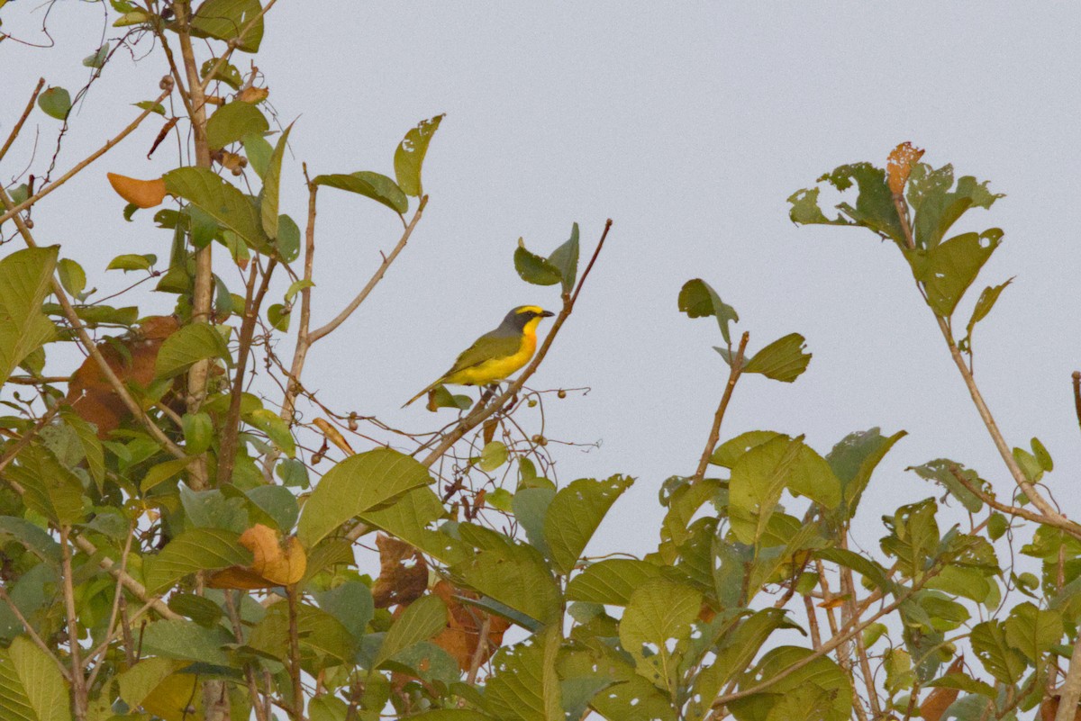 Orangebrustwürger - ML646844996