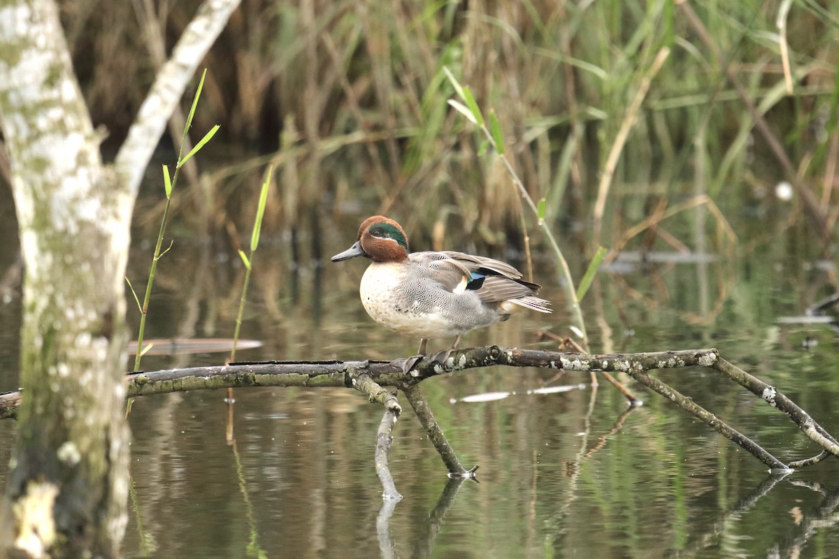 Чирок-свистунок - ML646845000