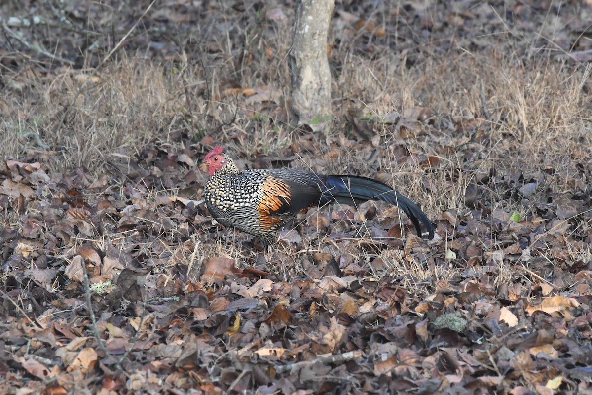 Gray Junglefowl - ML646845001