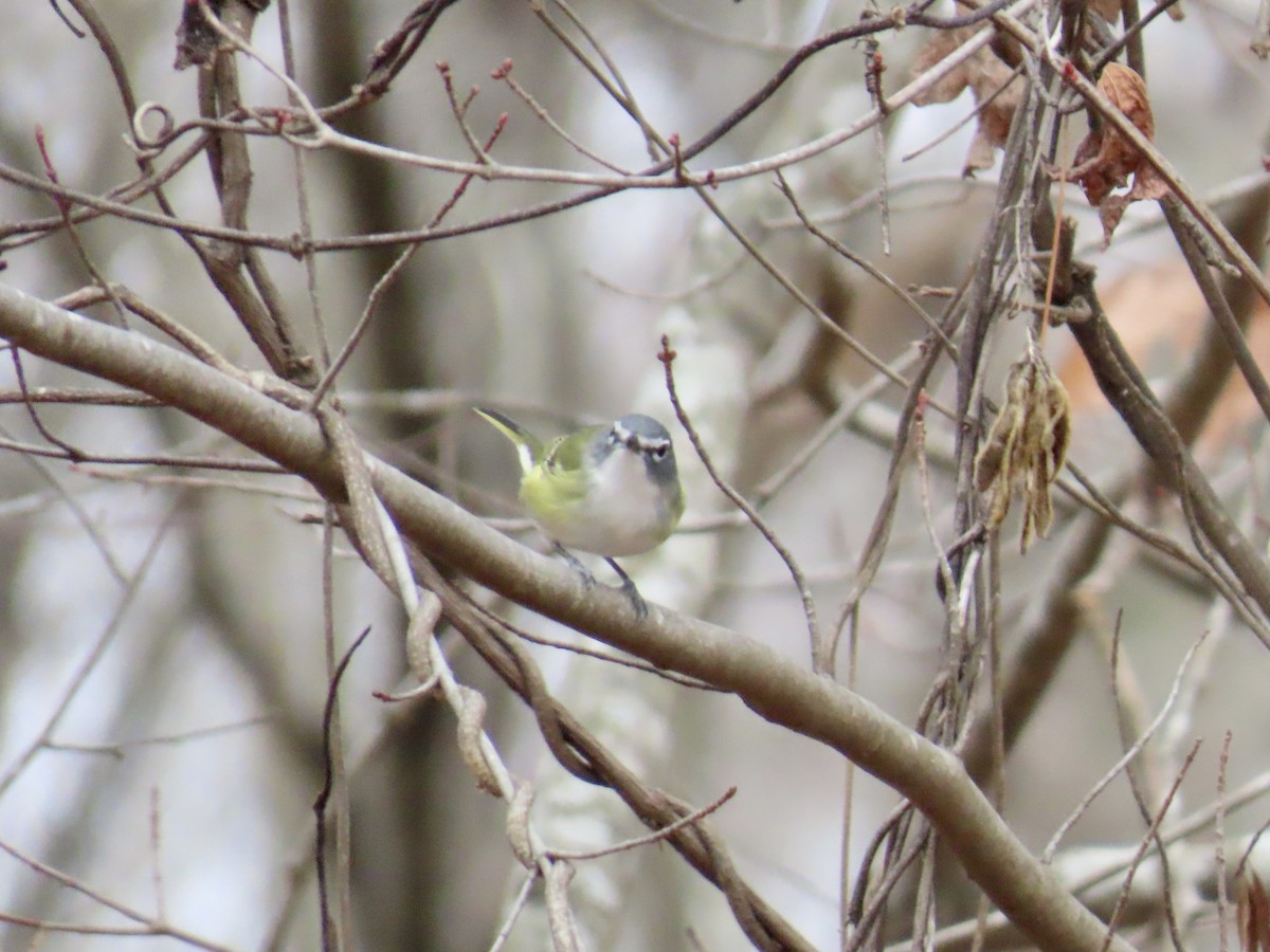 Blue-headed Vireo - ML646845002