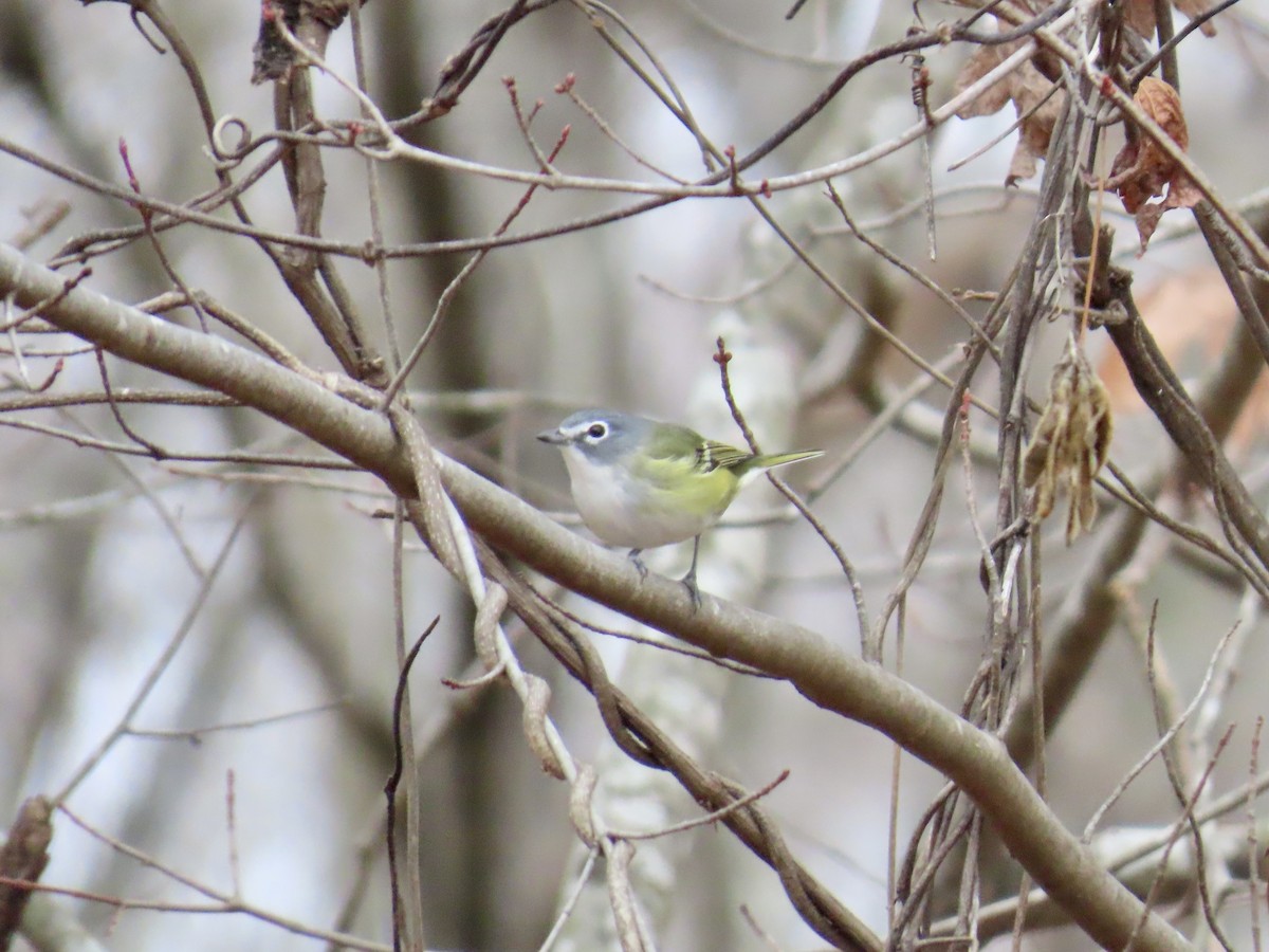 Blue-headed Vireo - ML646845003