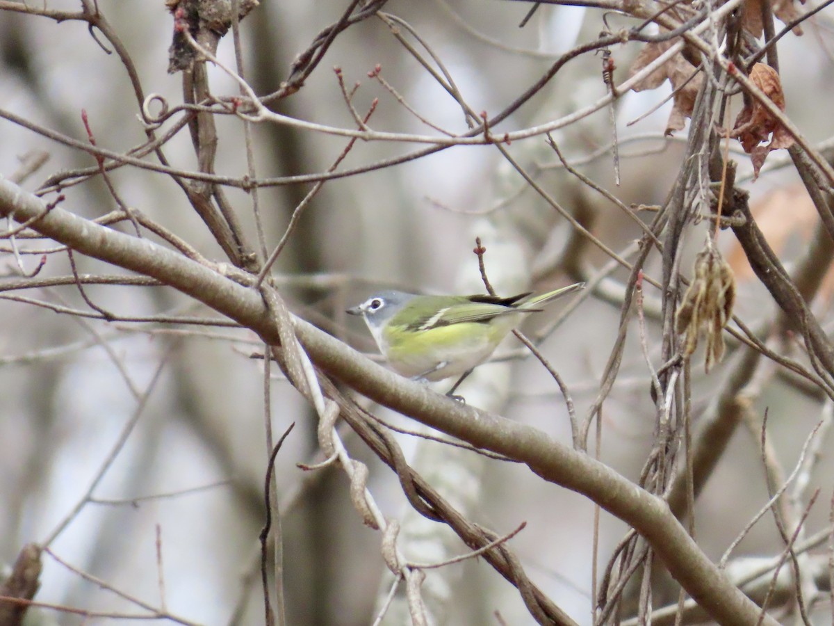 Blue-headed Vireo - ML646845004