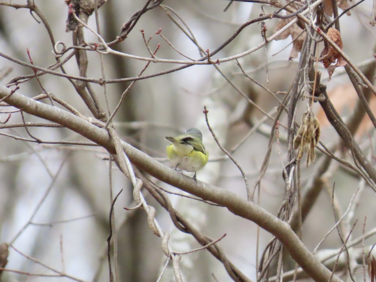 Blue-headed Vireo - ML646845005