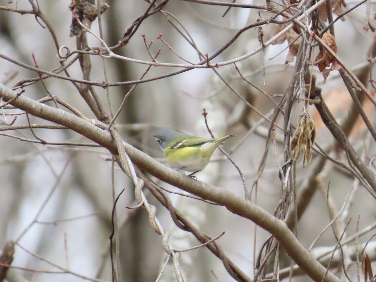 Blue-headed Vireo - ML646845006
