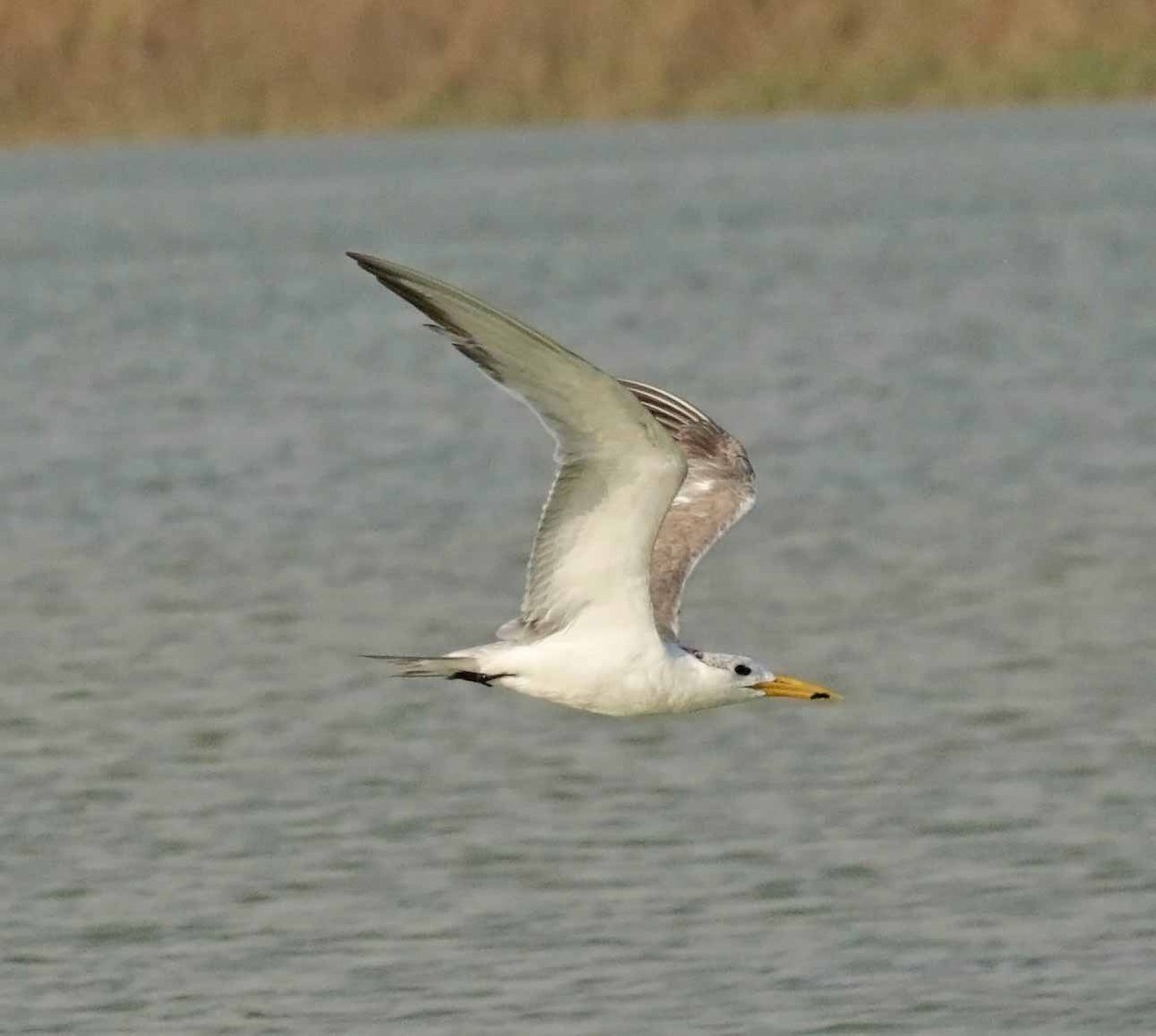 Tepeli Büyük Sumru - ML646845011