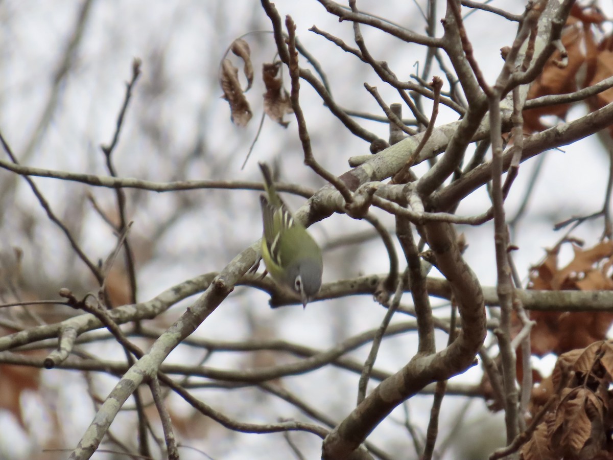Blue-headed Vireo - ML646845013