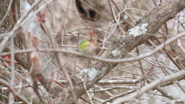 Blue-headed Vireo - ML646845014