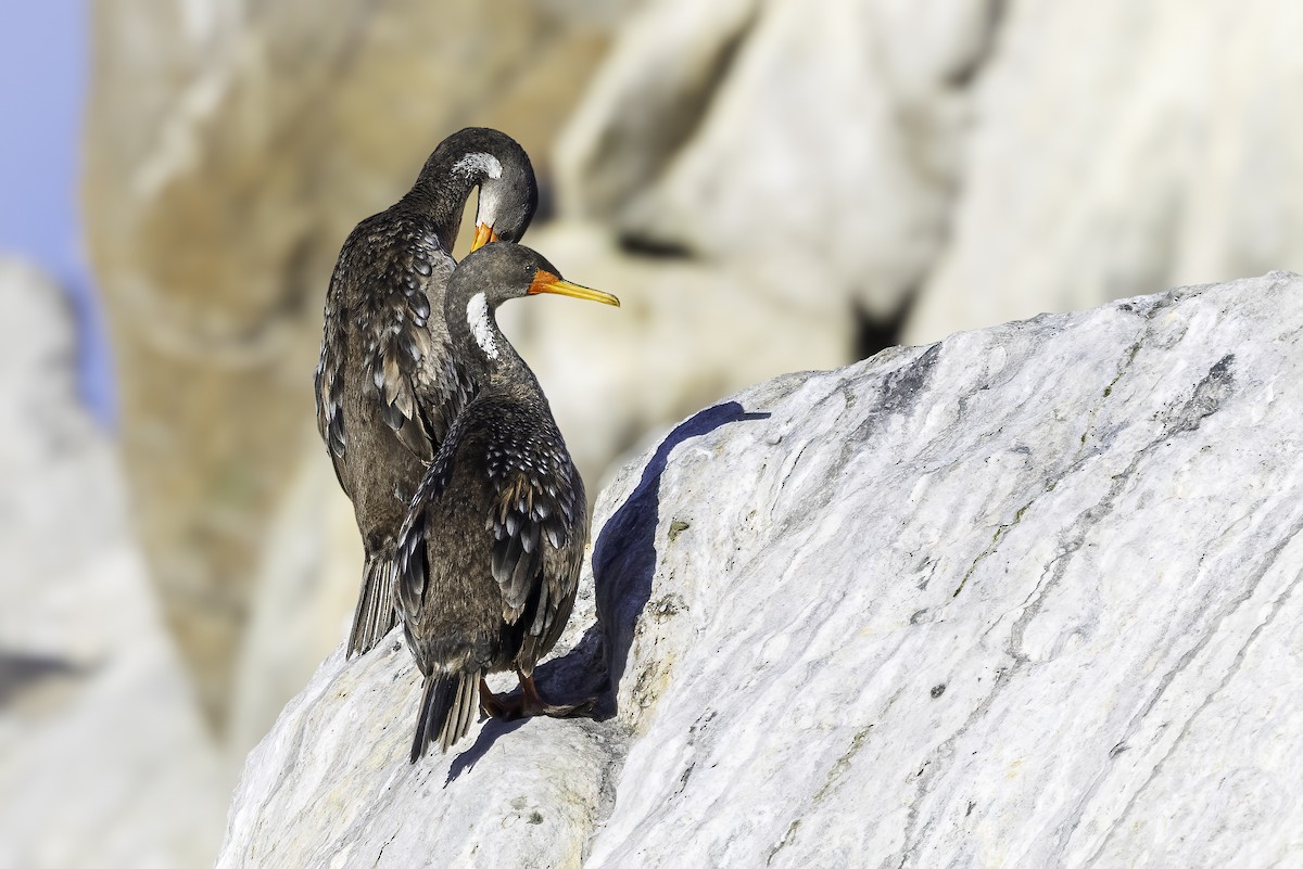 Баклан червононогий - ML646845015