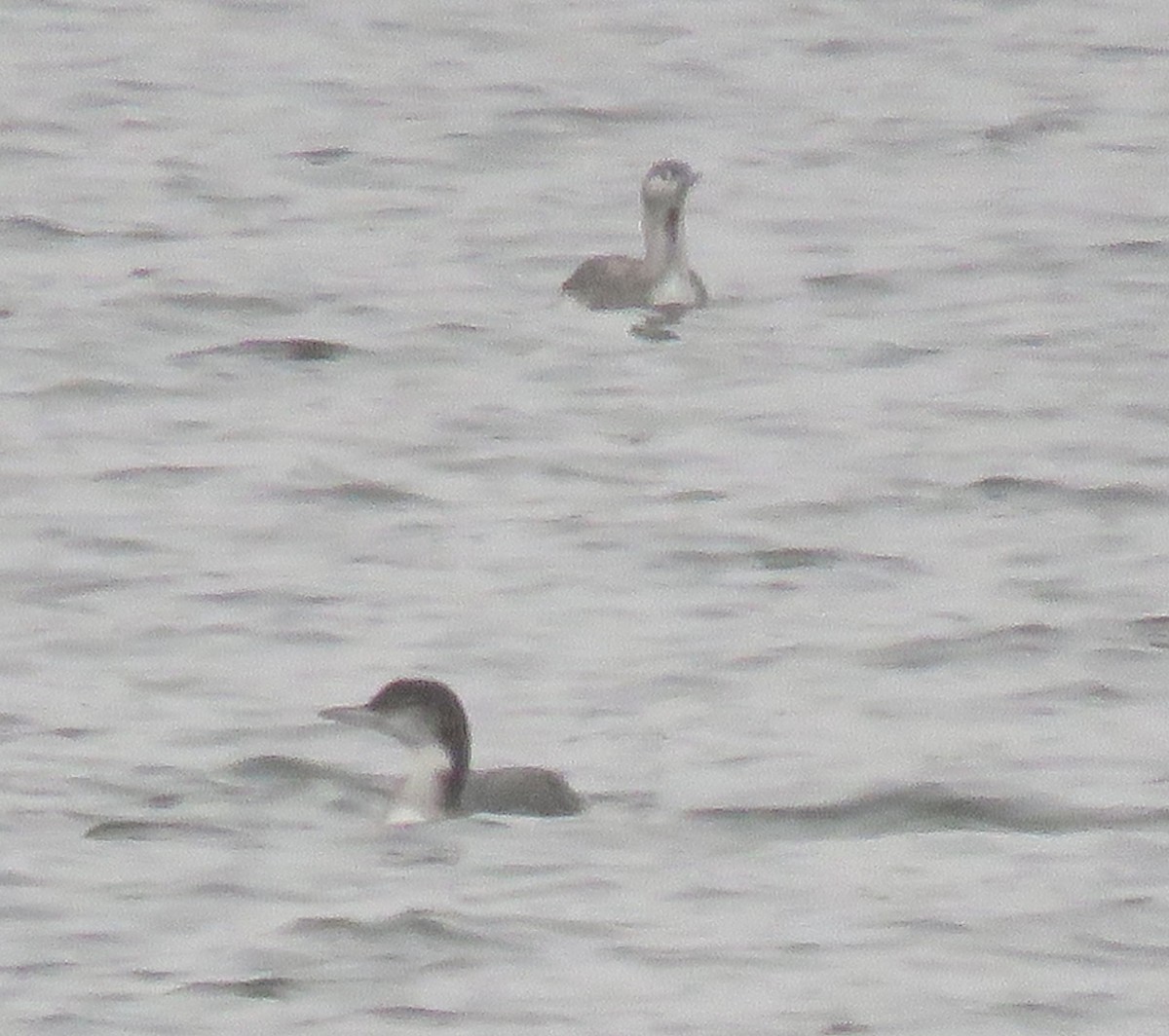 Aliota txikia - ML646845021