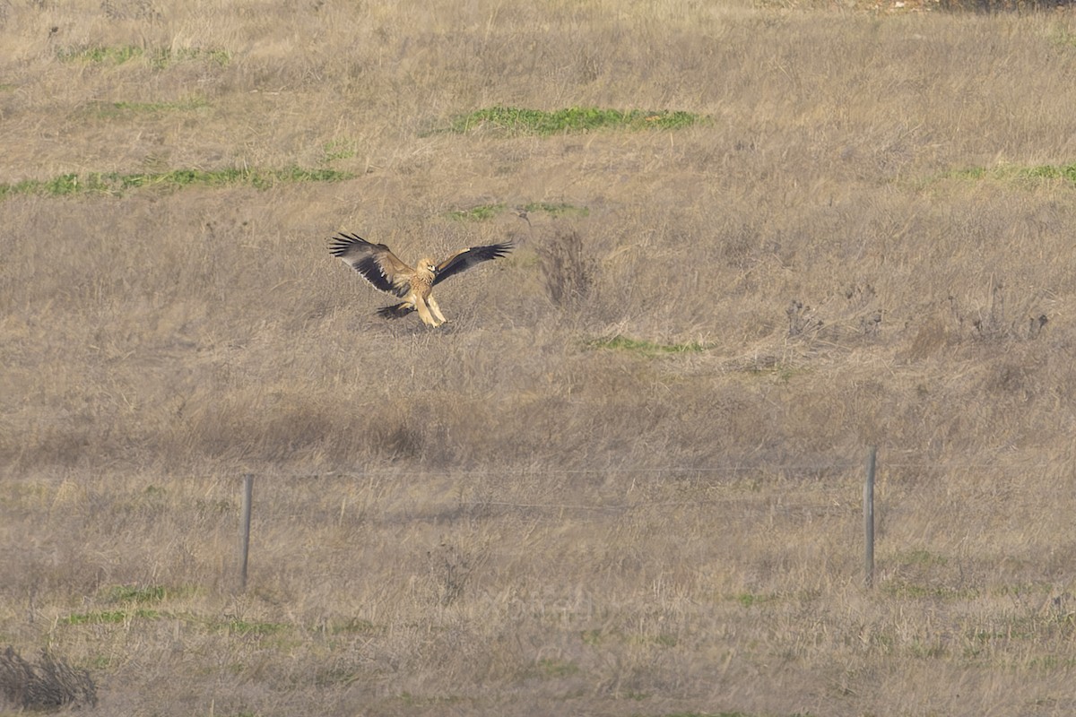 Spanish Eagle - ML646845030