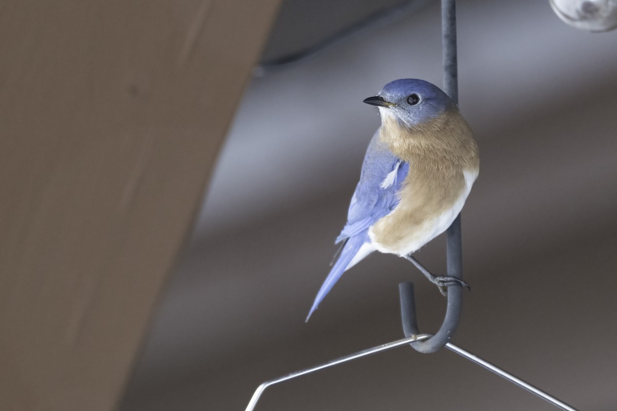 Блакитник східний - ML646845031