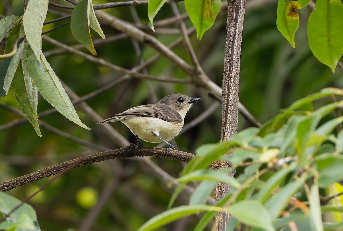 Siffleur terne (examinata) - ML646845037
