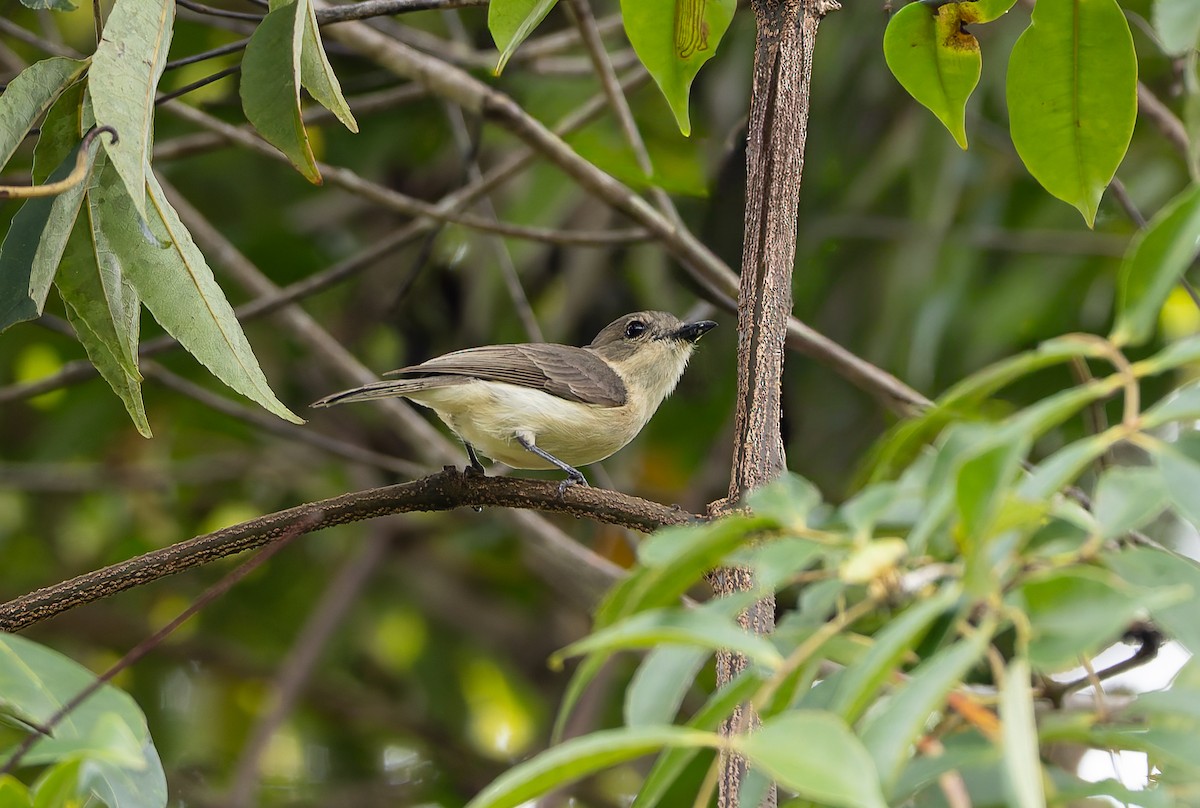 Siffleur terne (examinata) - ML646845038