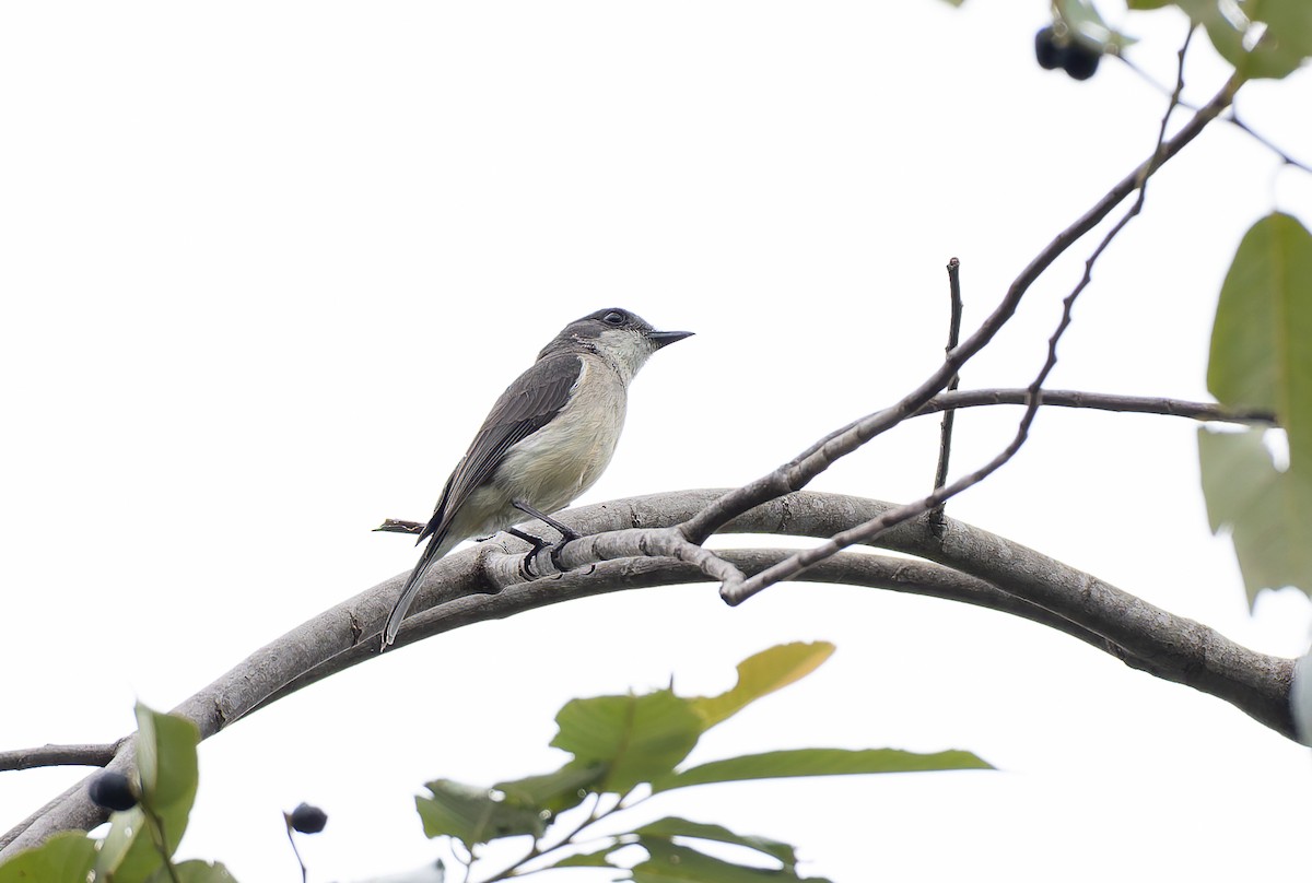 Siffleur terne (examinata) - ML646845039