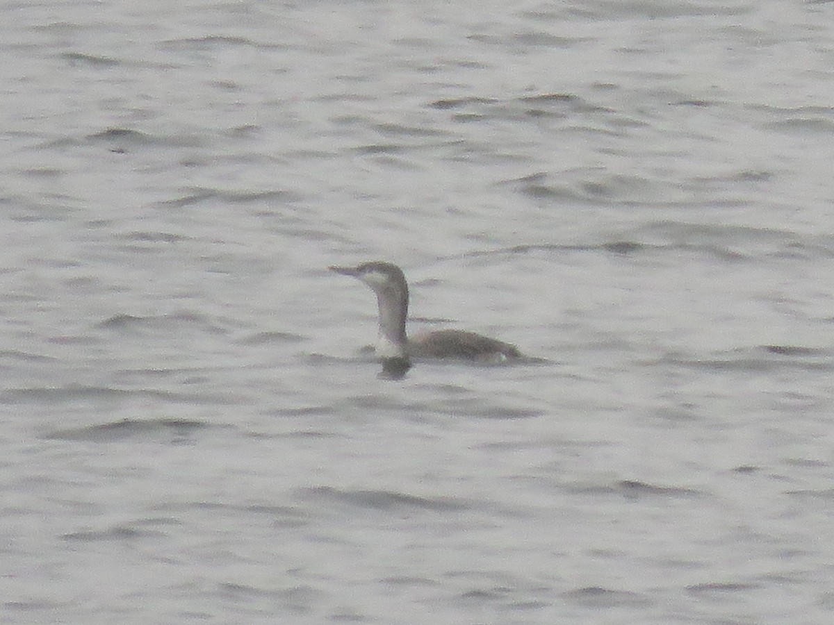 Aliota txikia - ML646845040