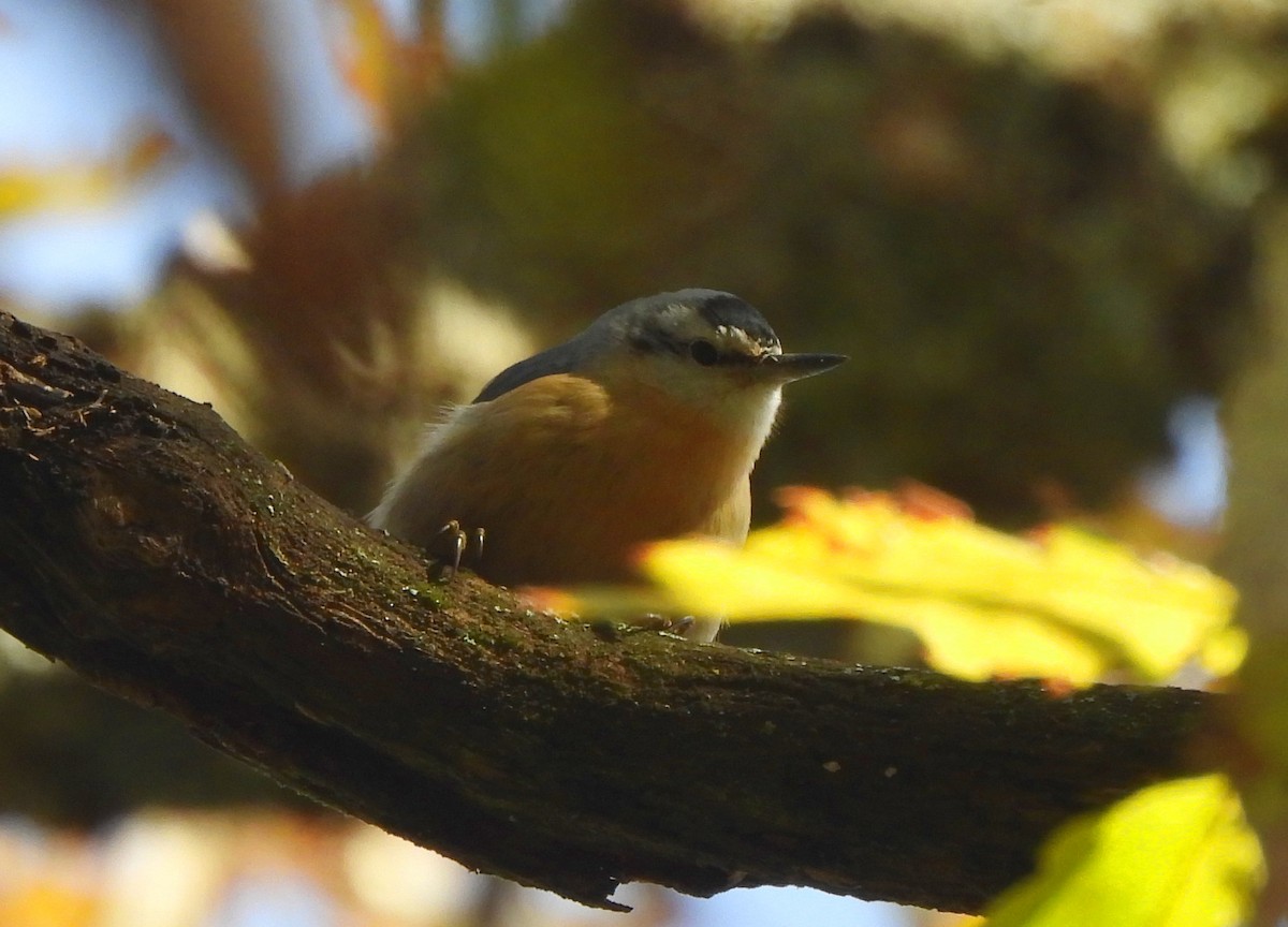 brhlík kabylský - ML646845042