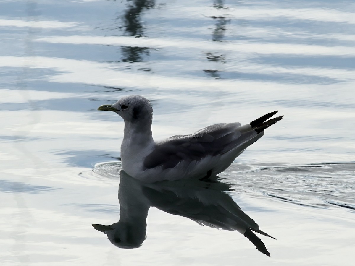 ריסה שחורת-רגל - ML646845043