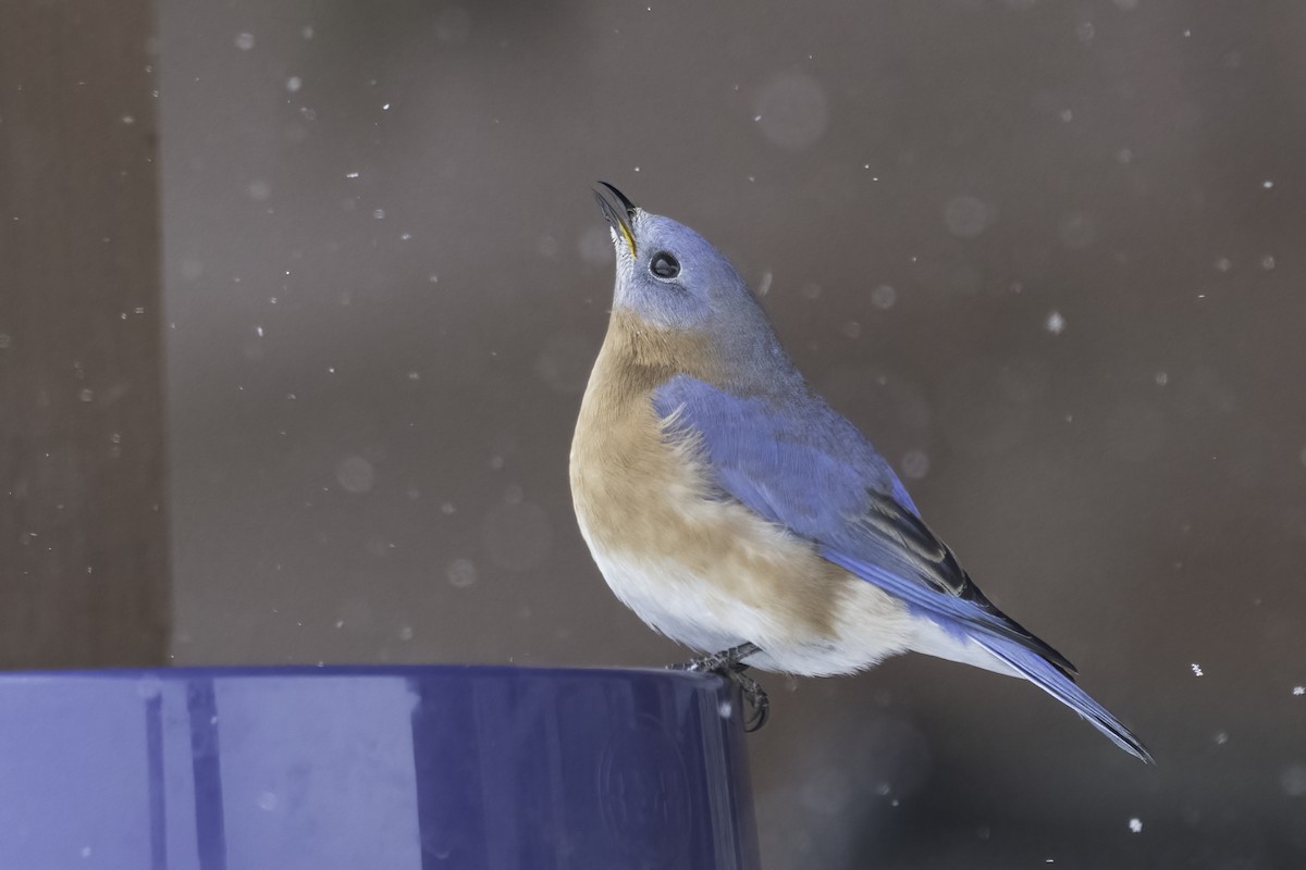 Блакитник східний - ML646845044