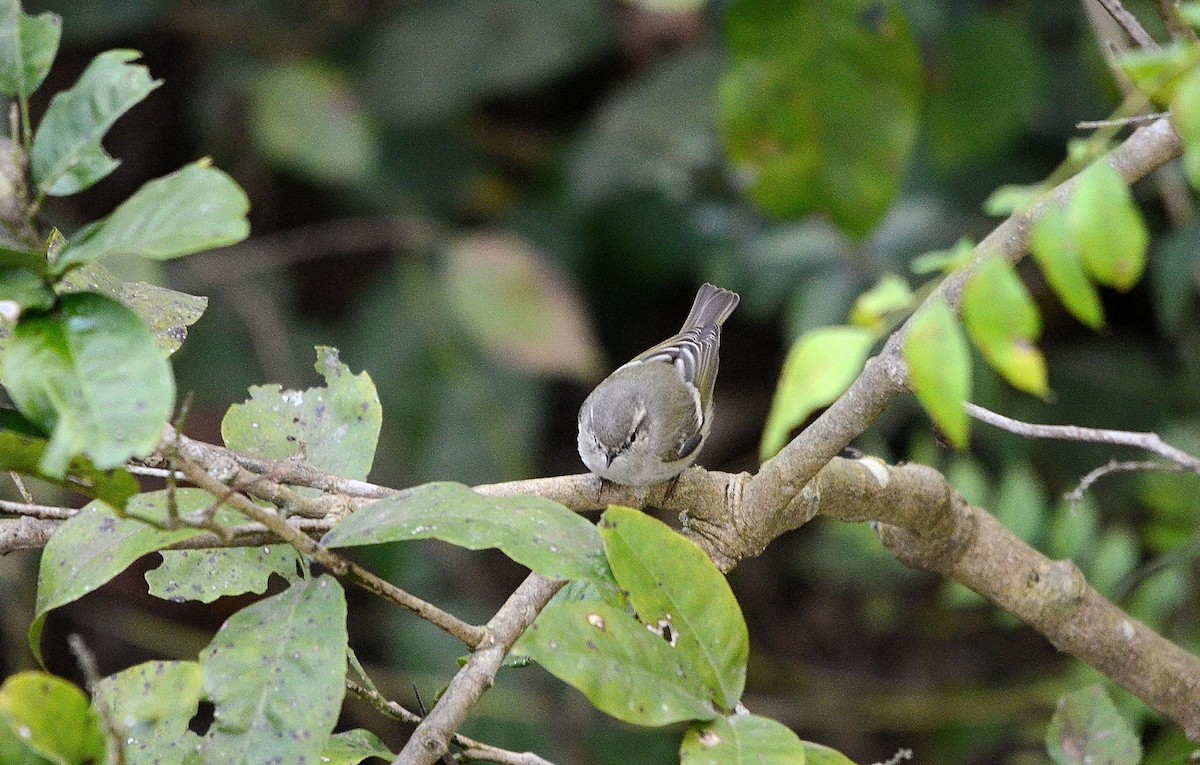 Ak Kaşlı Çıvgın - ML646845047