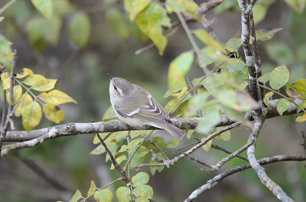 Ak Kaşlı Çıvgın - ML646845048