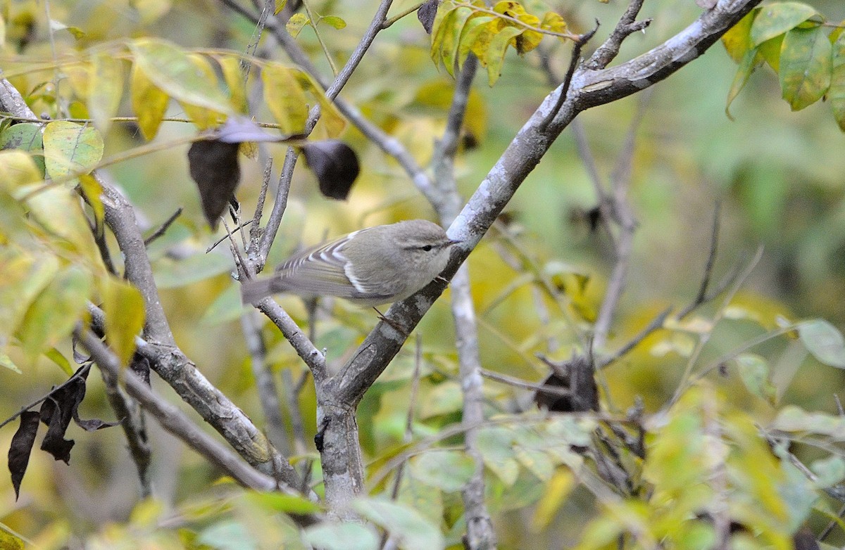 Ak Kaşlı Çıvgın - ML646845049