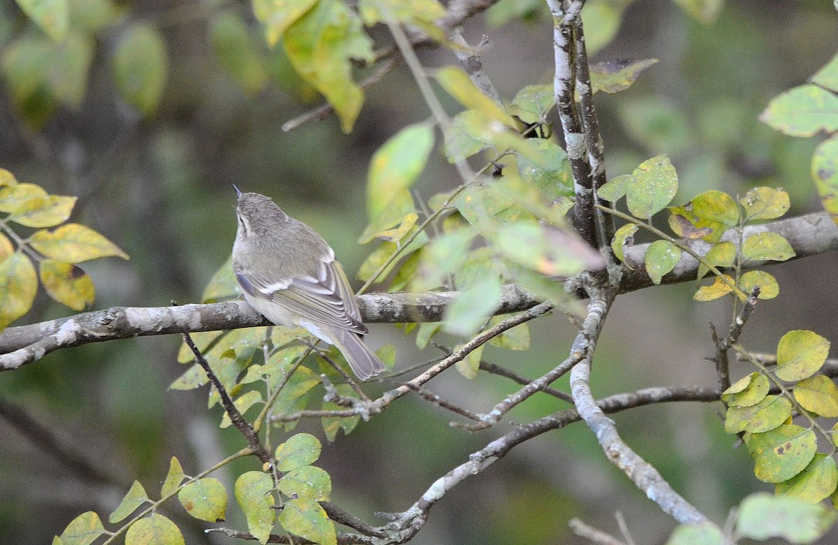 Ak Kaşlı Çıvgın - ML646845050