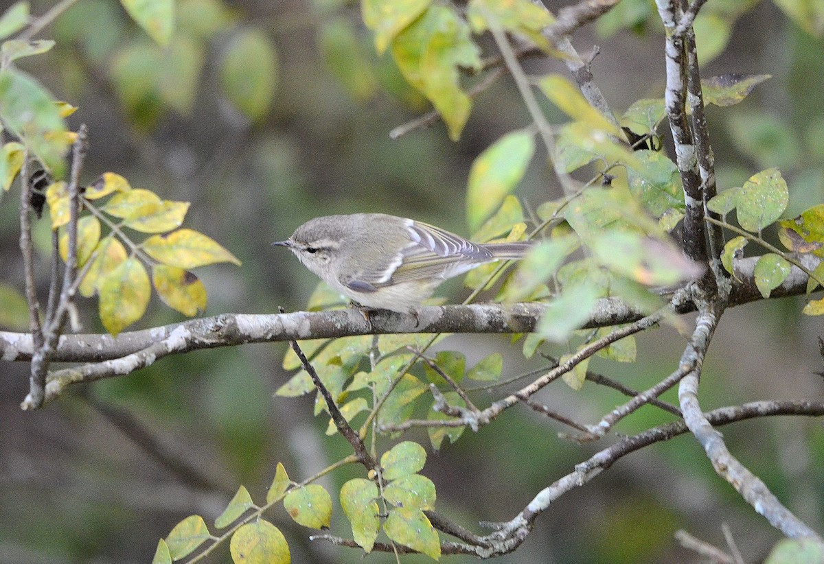 Ak Kaşlı Çıvgın - ML646845051