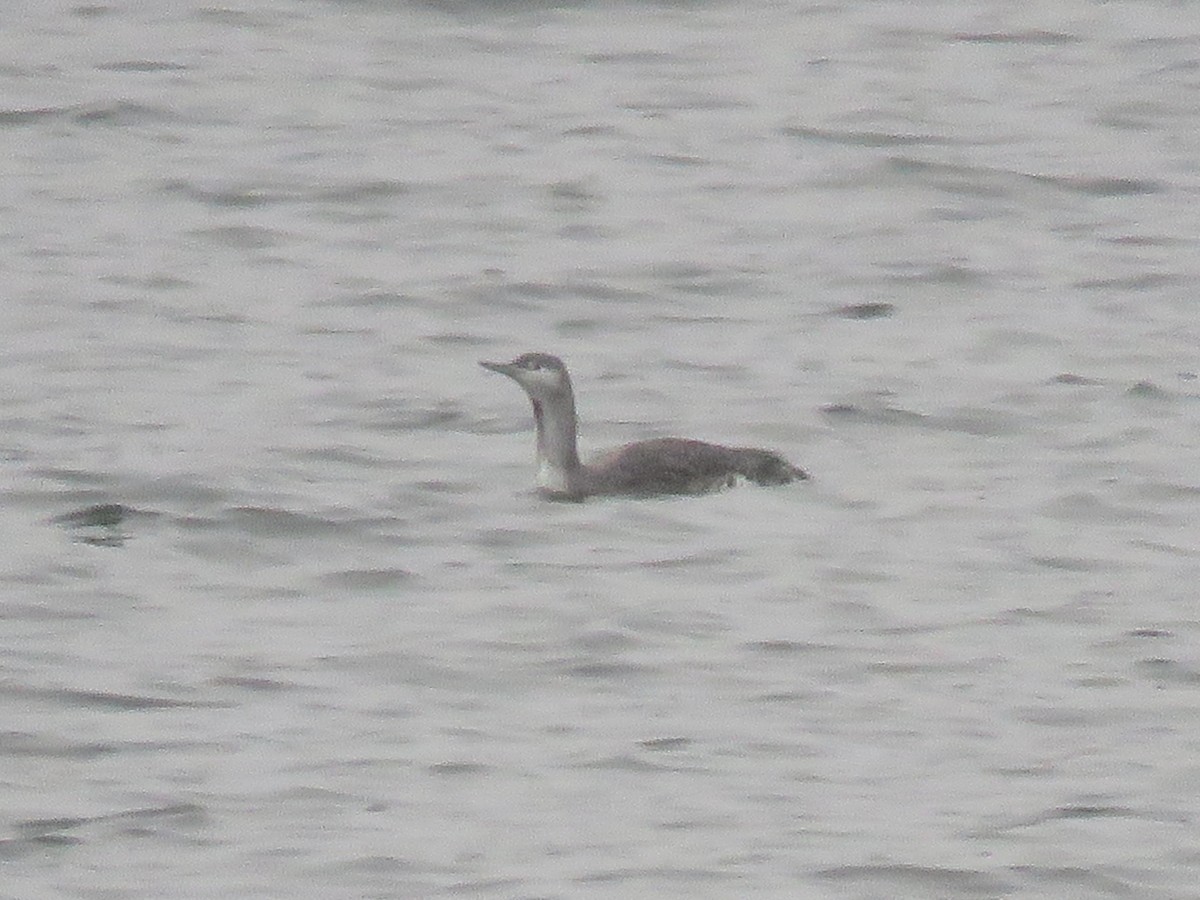 Aliota txikia - ML646845053