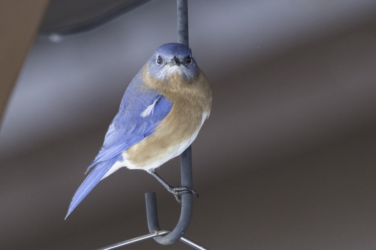 Блакитник східний - ML646845054